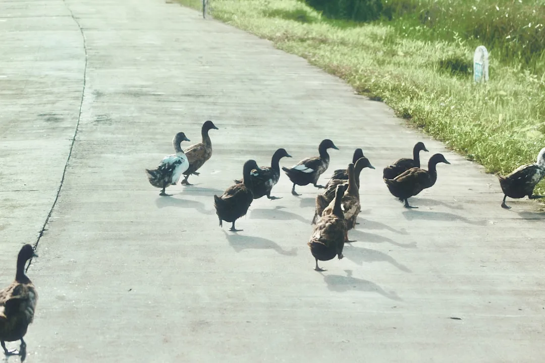 Kyool friends running together for morning fitness accountability